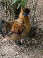 Gratis zijdehoen haan, Dieren en Toebehoren, Pluimvee, Mannelijk, Kip