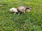 mooie fretten pups., Mei, Meerdere dieren