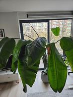 Strelitzia Nicolai 200cm+, Huis en Inrichting, Ophalen, 200 cm of meer, Overige soorten, Halfschaduw