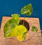 Philodendron Selloum Variegata p8 (6)