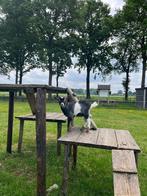 4 mooie bokken te koop, Dieren en Toebehoren, Schapen, Geiten en Varkens, Mannelijk, Geit, 0 tot 2 jaar