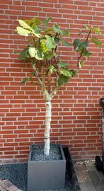 Vijgenboom incl. pot, Ophalen of Verzenden, 100 tot 250 cm, Vijgenboom, Lente