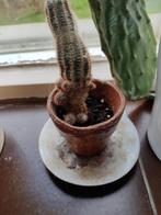 Cactus klein, Cactus, Minder dan 100 cm, Ophalen, Groene kamerplant
