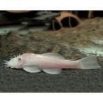 Koppel l144 ancistrus “snow white”, Dieren en Toebehoren, Vis