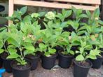 boeren hortensia, Tuin en Terras, Planten | Tuinplanten, Ophalen, Zomer, Overige soorten, Halfschaduw