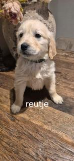 Raszuivere golden retriever pups, Dieren en Toebehoren, Honden | Retrievers, Spaniëls en Waterhonden, Golden retriever, Rabiës (hondsdolheid)