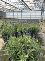 Lavendel winterhard vaste plant, Ophalen, Bodembedekkers, Volle zon, Vaste plant