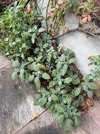 4 grote Salieplanten. Keukenkruiden tuinkruiden, Tuin en Terras, Planten | Tuinplanten, Ophalen of Verzenden, Overige soorten