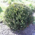 taxus, Tuin en Terras, Planten | Struiken en Hagen, Ophalen of Verzenden, Taxus, Struik, Minder dan 100 cm