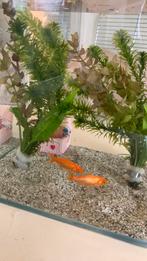 Goudvissen + aquarium en bijbehorende artikelen, Dieren en Toebehoren, Vissen | Aquaria en Toebehoren, Ophalen, Zo goed als nieuw