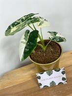Alocasia Frydek Variegata #5, Ophalen of Verzenden, Overige soorten, Minder dan 100 cm