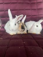 Konijnen te koop, Dieren en Toebehoren, Konijnen, Mannelijk