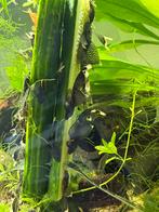 Ancistrus longfin L144 wildkleur, Dieren en Toebehoren, Vis