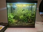 Aquarium met betta vis, Dieren en Toebehoren, Vissen | Aquaria en Toebehoren, Ophalen, Zo goed als nieuw, Gevuld zoetwateraquarium