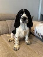 Engelse cocker spaniël Reutje, België, Fokker | Hobbymatig, Reu, 8 tot 15 weken