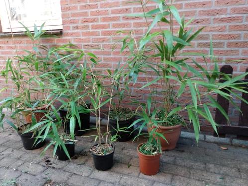 Japanse bamboe: goedkope kleine exemplaren v.a. 3 voor €10.-, Tuin en Terras, Planten | Tuinplanten, Vaste plant, Siergrassen