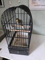 Florinoos, Dieren en Toebehoren, Meerdere dieren, Postuurkanarie