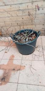 RHODODENDRON ORANJE IN  KUIP, Tuin en Terras, Vaste plant, Halfschaduw, Zomer, Ophalen