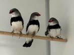 Diamantvinken - stagonopleura guttata, Meerdere dieren, Tropenvogel, Geringd