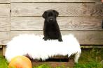 Sheprador pups, Dieren en Toebehoren, Overige rassen, CDV (hondenziekte), 8 tot 15 weken, Meerdere