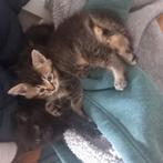 Halve Britse korthaar kittens, Dieren en Toebehoren, Katten en Kittens | Overige Katten, Kater
