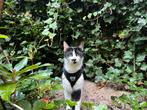 Bart is looking for a home with a cat door, Dieren en Toebehoren, Katten en Kittens | Overige Katten, Kater, Kortharig, 3 tot 5 jaar