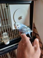 Jonge grasparkiet, Dieren en Toebehoren, Vogels | Parkieten en Papegaaien, Meerdere dieren, Parkiet, Tam