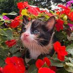 Zeer lieve en aanhankelijke kittens, Dieren en Toebehoren, Katten en Kittens | Overige Katten, Meerdere dieren