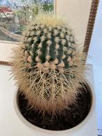 Grote cactus in witte boempot, Ophalen of Verzenden, Minder dan 100 cm, In pot, Cactus