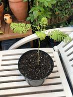 Jacaranda boompje, Ophalen, Overige soorten, Volle zon, Minder dan 100 cm