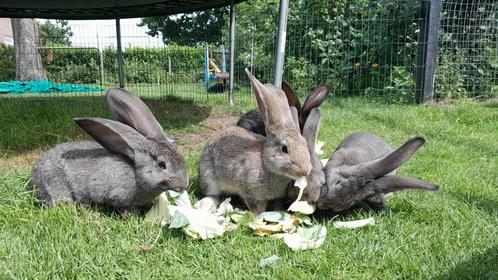 Vlaamse Reuzen, Dieren en Toebehoren, Konijnen, Groot, Meerdere dieren, 0 tot 2 jaar