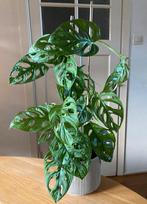 Monstera Deliciosa incl pot, Huis en Inrichting, Ophalen, Halfschaduw, Minder dan 100 cm