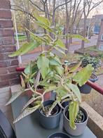 Kalanchoe daigremontiana diverse maten, Huis en Inrichting, Kamerplanten, Ophalen, Halfschaduw, Minder dan 100 cm
