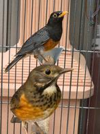 zwartborst lijsters koppel, Dieren en Toebehoren, Vogels | Overige Vogels, Meerdere dieren, Tropenvogel, Geringd