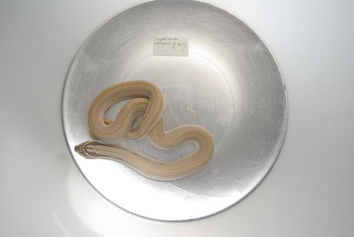 Hognose slangen te koop(Heterodon.N.Nasicus)