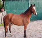Te koop 2,5 jarige D pony ruin, Dieren en Toebehoren, Pony's, Ruin, Niet van toepassing, D pony (1.37m tot 1.48m), 3 tot 6 jaar