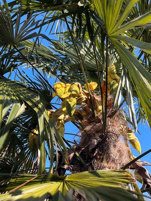 Trachycarpus Fortunei, winterharde palm div. maten, Tuin en Terras, Planten | Bomen, Palmboom, Volle zon, Ophalen of Verzenden