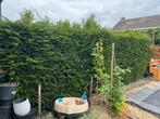 Taxus Haag - 12,5 meter, Ophalen, Taxus, Haag, 100 tot 250 cm