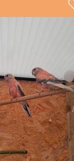 2  Bourksparkieten, Dieren en Toebehoren, Mannelijk, Parkiet