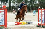 6 jarige pony en fokmerrie/weidemaatje te koop, Dieren en Toebehoren, Pony's, Merrie, D pony (1.37m tot 1.48m), 11 jaar of ouder