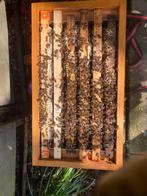 Buckfast bijenvolk op 6-ramer, Bijen