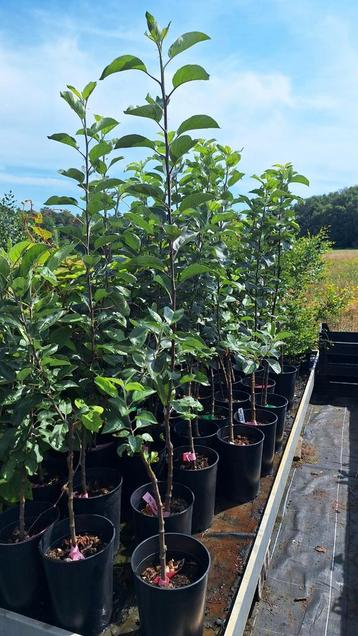 Geënte Appelboom Oude Rassen beschikbaar voor biedingen