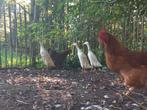 3 witte indische loopeenden te koop, Dieren en Toebehoren, Pluimvee, Meerdere dieren, Eend