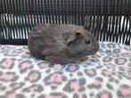 Jonge cavia beertjes van 5 a 6 weekjes jong, Dieren en Toebehoren, Knaagdieren, Cavia, Mannelijk, Mei, Tam