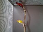 Mooi koppel bonte pennant rosella's, Dieren en Toebehoren, Vogels | Parkieten en Papegaaien, Meerdere dieren