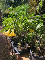 Brugmansia stekken, Volle zon, Eenjarig, Zomer, Ophalen