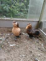 Antwerpse baardkriel kwartelkleur, Dieren en Toebehoren, Pluimvee, Meerdere dieren, Kip
