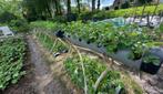 250 mm pvc buis voor o.a. aardbeien bloembak, Tuin en Terras, Bloembakken en Plantenbakken, Ophalen, Kunststof, Minder dan 30 cm
