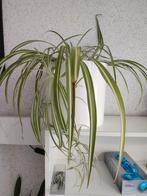 Pot inclusief plant, Ophalen, Overige soorten, Minder dan 100 cm