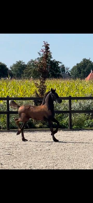 Luxe Friese enter hengst vol papier, Jehannes x Beart  beschikbaar voor biedingen